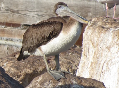 Brown Pelican