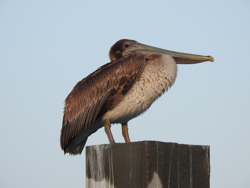 Brown Pelican