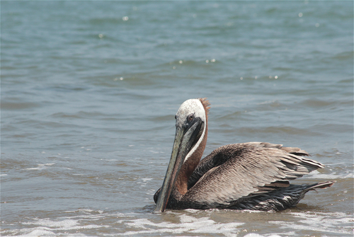 Brown Pelican