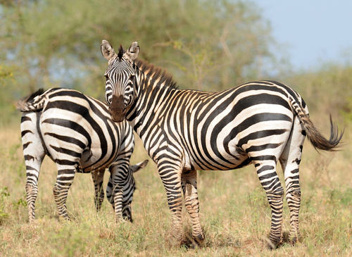 Plains Zebra