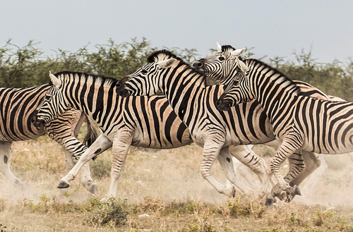 Plains Zebra