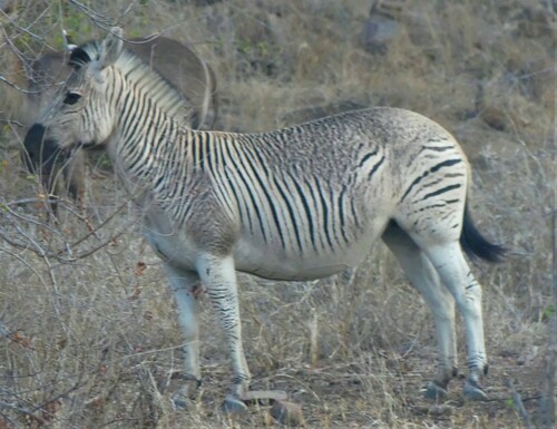 Plains Zebra