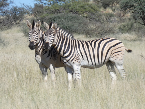 Plains Zebra