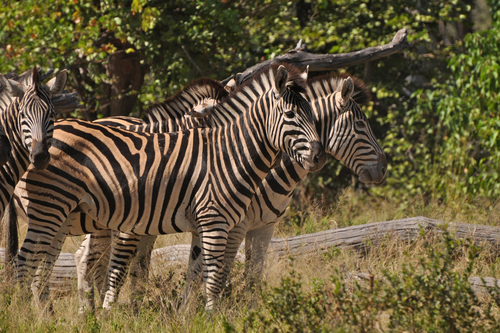 Plains Zebra