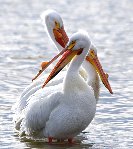 American White Pelican