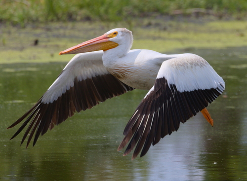 American White Pelican