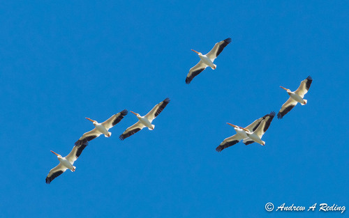 American White Pelican