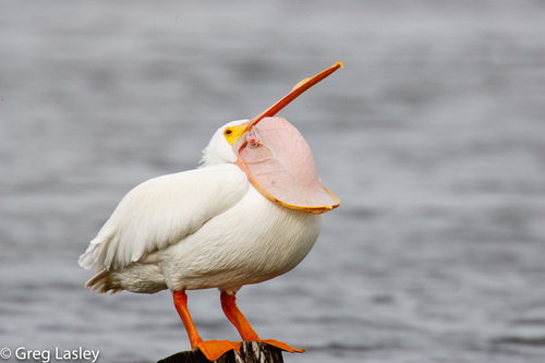American White Pelican