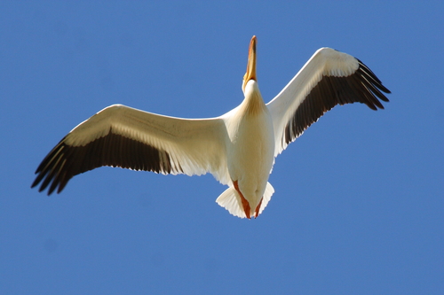 American White Pelican