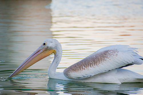 American White Pelican