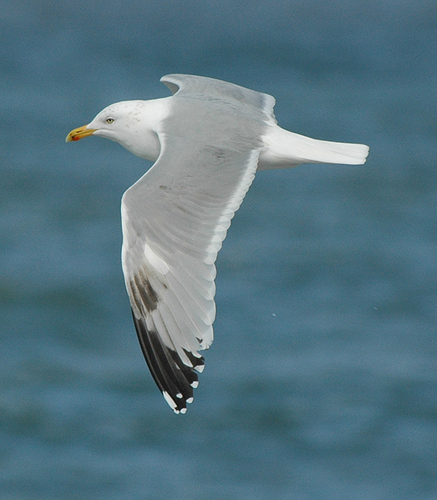 Large White-headed Gulls