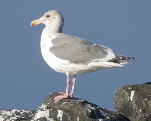 Large White-headed Gulls