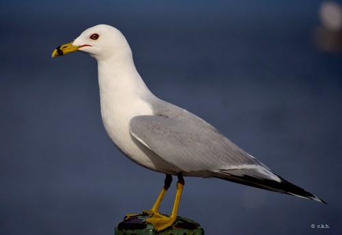Large White-headed Gulls