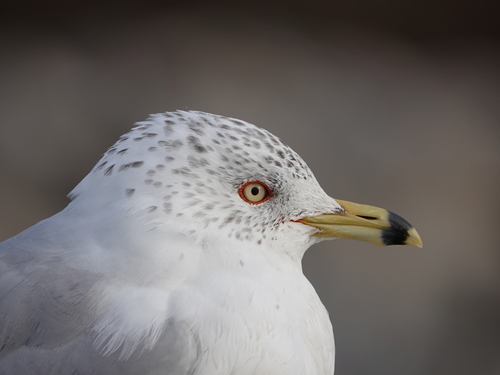 Large White-headed Gulls
