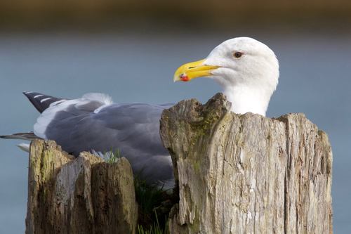 Large White-headed Gulls