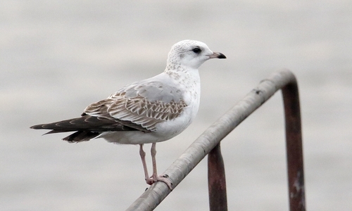 Large White-headed Gulls