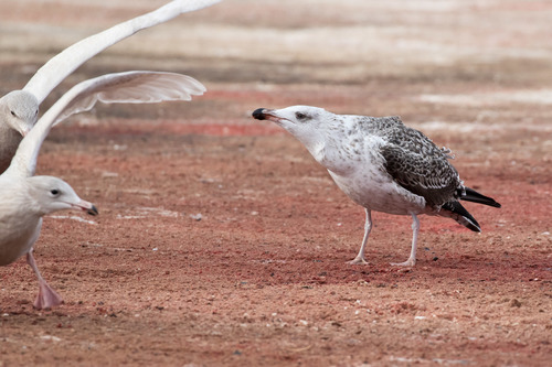 Large White-headed Gulls