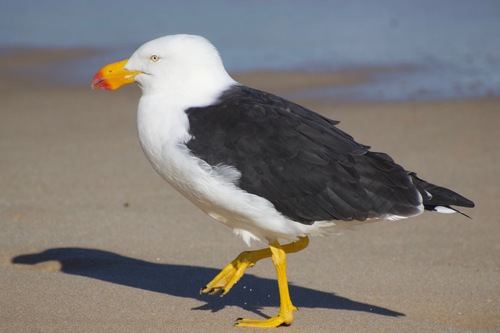 Large White-headed Gulls