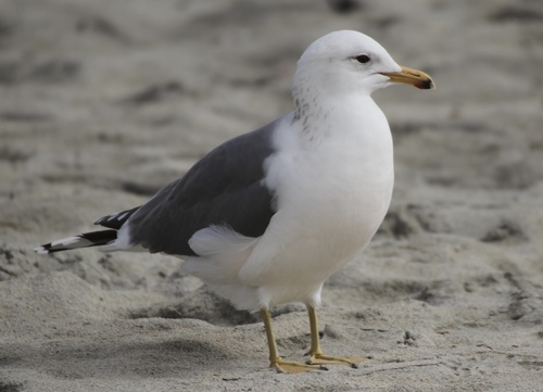 Large White-headed Gulls