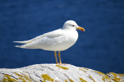 Large White-headed Gulls