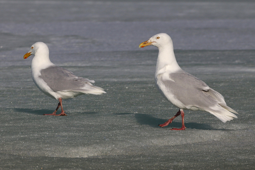 Large White-headed Gulls