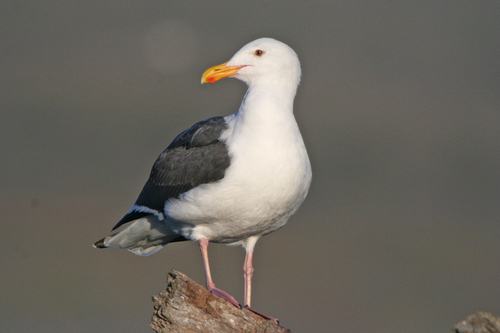 Western Gull