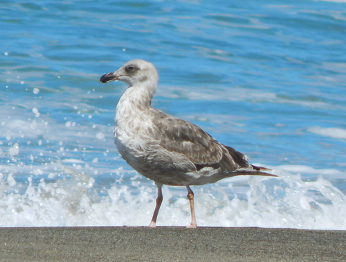 Western Gull
