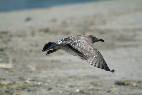 Western Gull