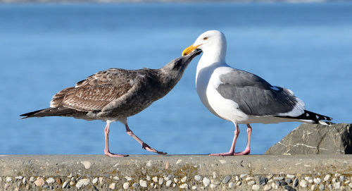 Western Gull