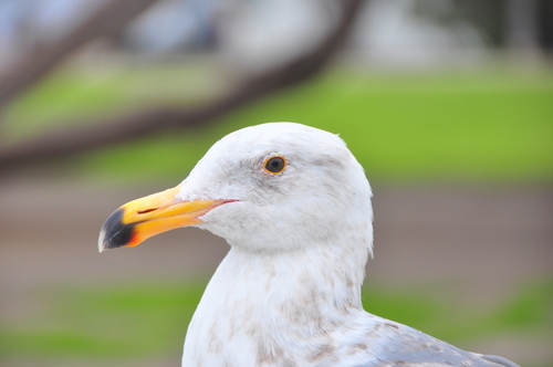 Western Gull