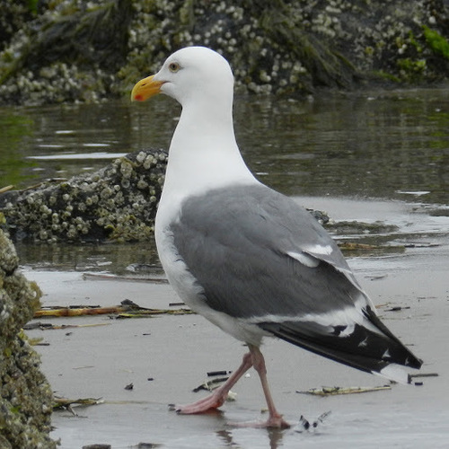 Western Gull