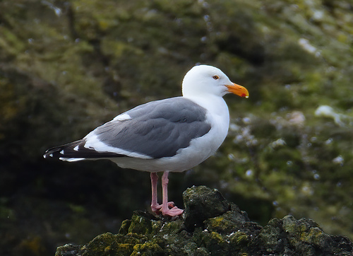 Western Gull