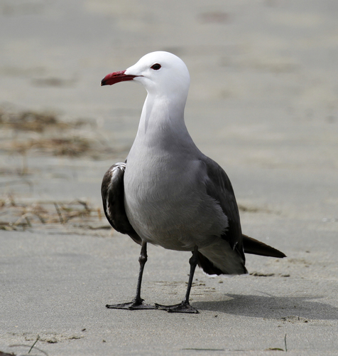 Heermann's Gull