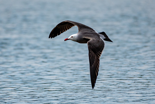 Heermann's Gull