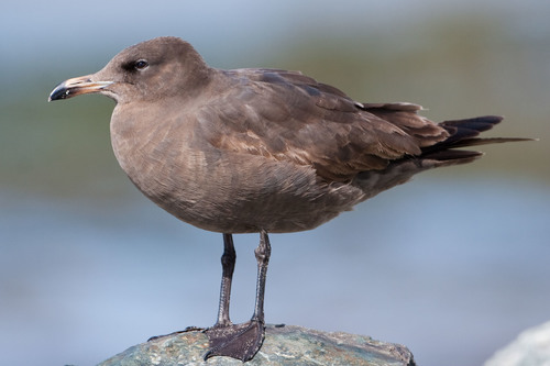 Heermann's Gull