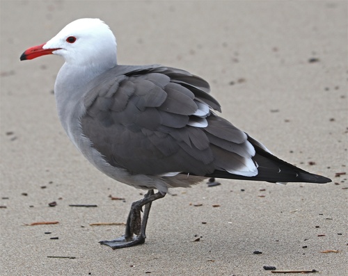 Heermann's Gull