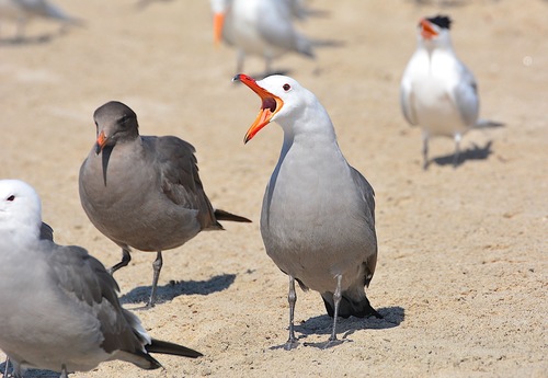 Heermann's Gull