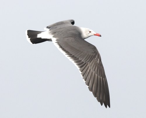 Heermann's Gull
