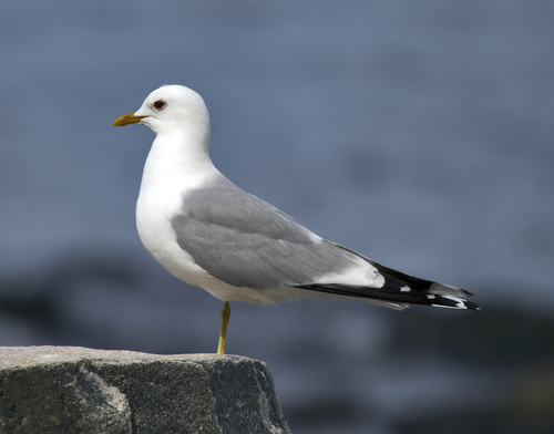 Common Gull