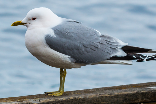 Common Gull