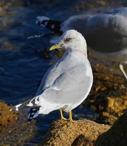 Common Gull