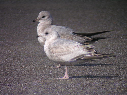 Common Gull