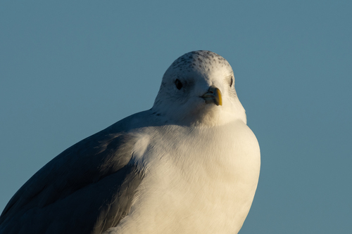 Common Gull