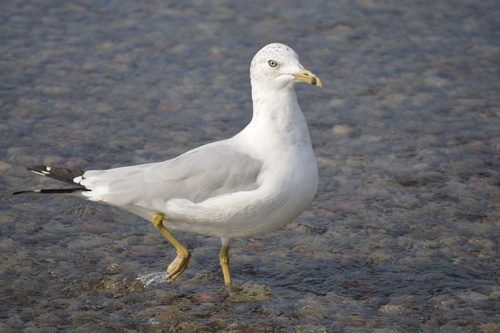 Ring-billed Gull