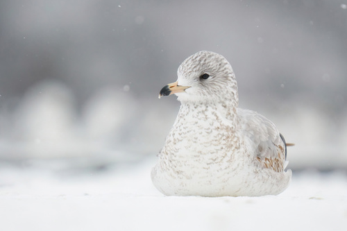 Ring-billed Gull