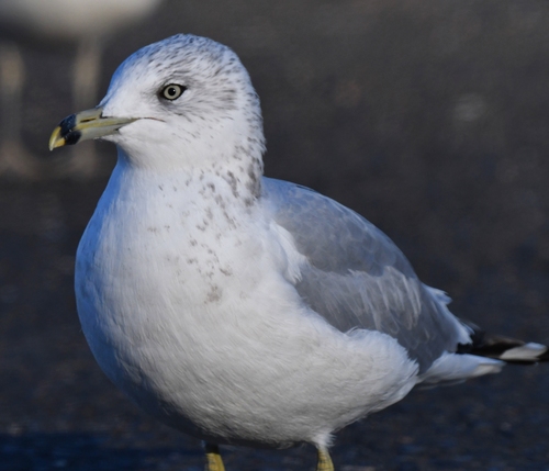 Ring-billed Gull