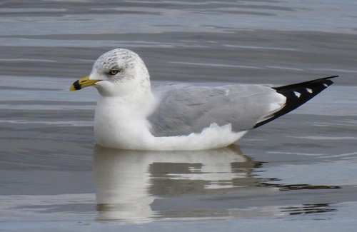 Ring-billed Gull