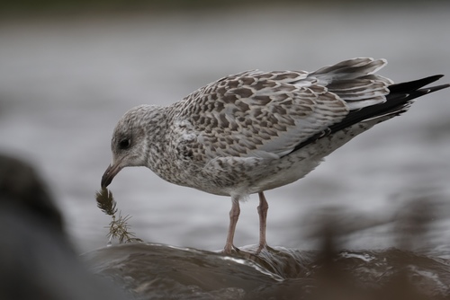 Ring-billed Gull
