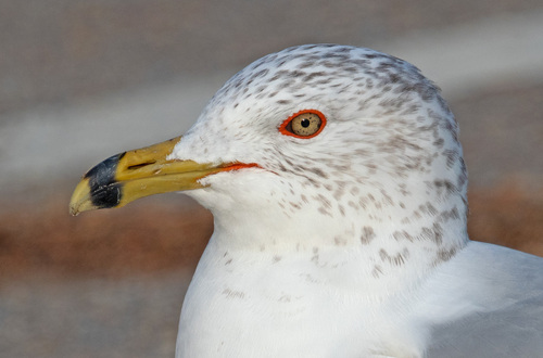Ring-billed Gull