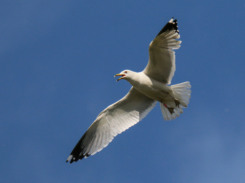 Ring-billed Gull